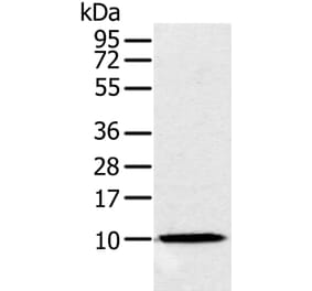 NDUFA2 Antibody from Signalway Antibody (36640) - Antibodies.com