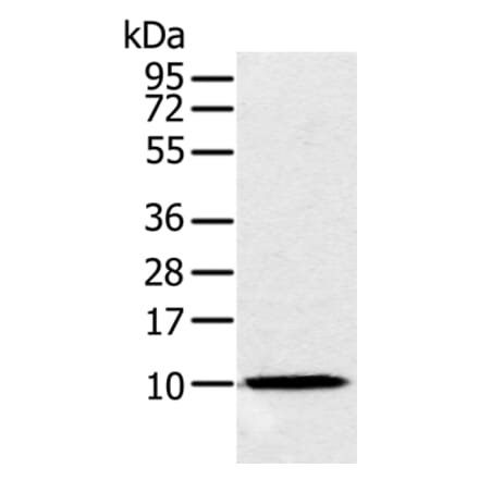 NDUFA2 Antibody from Signalway Antibody (36640) - Antibodies.com