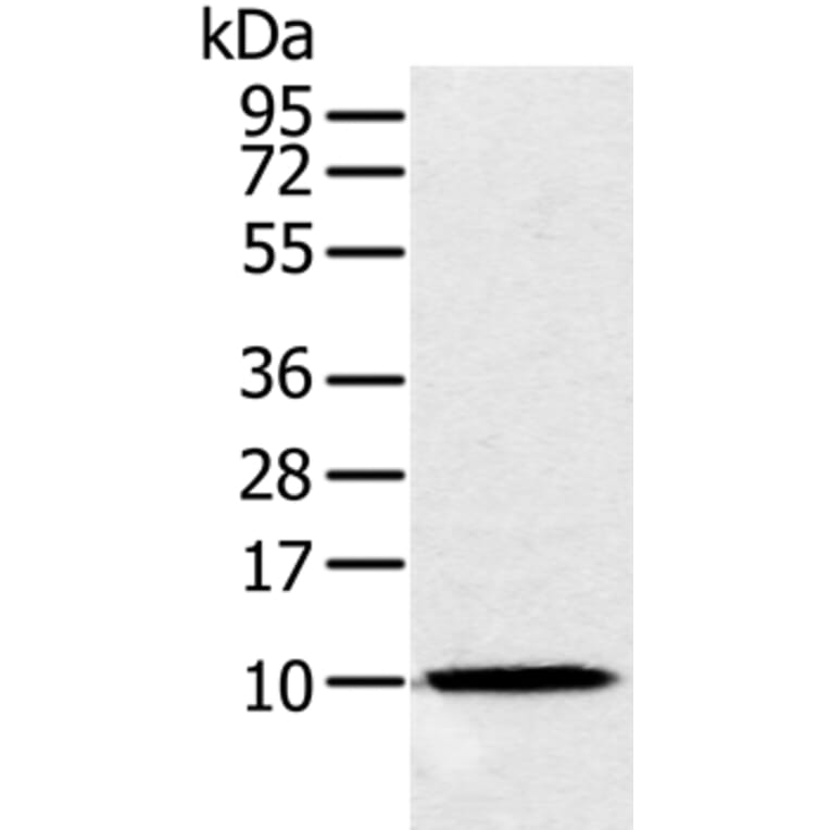 NDUFA2 Antibody from Signalway Antibody (36640) - Antibodies.com