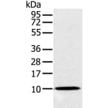 NDUFA2 Antibody from Signalway Antibody (36640) - Antibodies.com