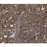 Immunohistochemistry - NDUFS3 Antibody from Signalway Antibody (36641) - Antibodies.com