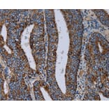 Immunohistochemistry - NDUFS4 Antibody from Signalway Antibody (36643) - Antibodies.com