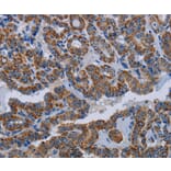 Immunohistochemistry - NDUFS8 Antibody from Signalway Antibody (36645) - Antibodies.com