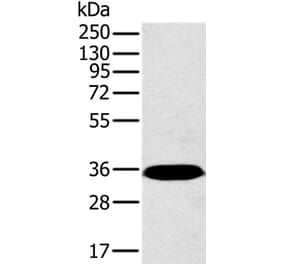 PPP2CA Antibody from Signalway Antibody (36699) - Antibodies.com