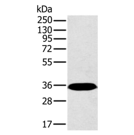 PPP2CA Antibody from Signalway Antibody (36699) - Antibodies.com