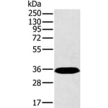 PPP2CA Antibody from Signalway Antibody (36699) - Antibodies.com