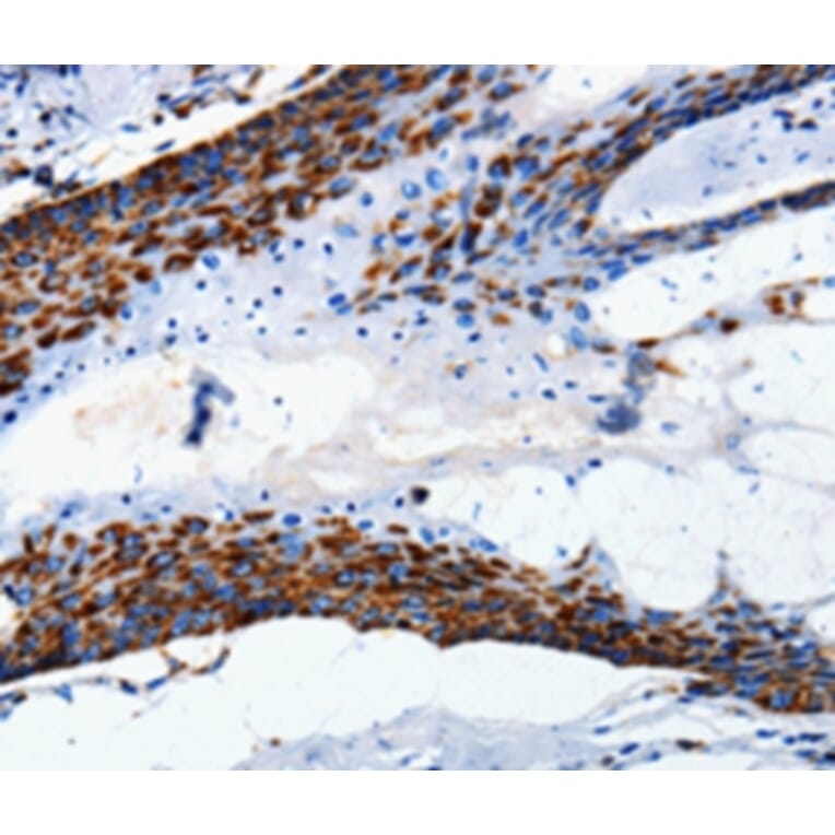 Immunohistochemistry - MT-CO2 Antibody from Signalway Antibody (36717) - Antibodies.com