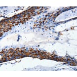 Immunohistochemistry - MT-CO2 Antibody from Signalway Antibody (36717) - Antibodies.com