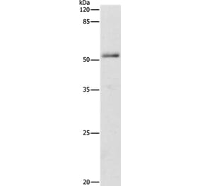 ADRA1B Antibody from Signalway Antibody (36762) - Antibodies.com