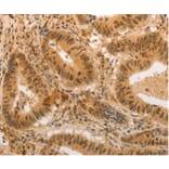 Immunohistochemistry - ADRA1B Antibody from Signalway Antibody (36762) - Antibodies.com