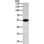 CASP12 Antibody from Signalway Antibody (36777) - Antibodies.com