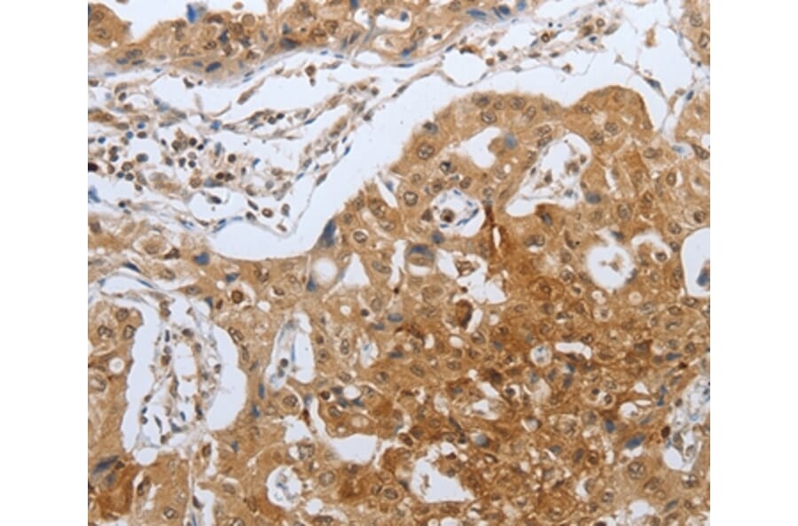 Immunohistochemistry - CASP12 Antibody from Signalway Antibody (36777) - Antibodies.com