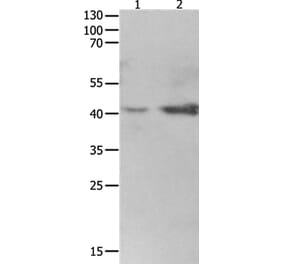 LRPAP1 Antibody from Signalway Antibody (36959) - Antibodies.com