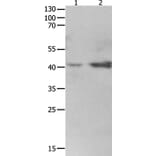 LRPAP1 Antibody from Signalway Antibody (36959) - Antibodies.com