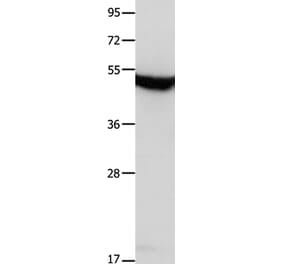 MTNR1A Antibody from Signalway Antibody (36989) - Antibodies.com