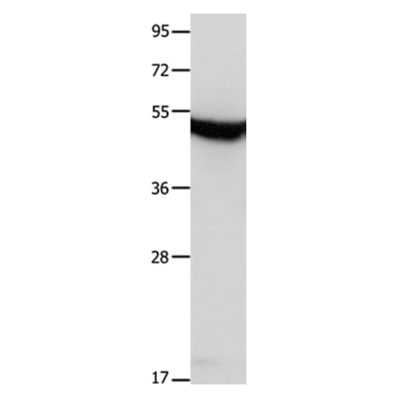 MTNR1A Antibody from Signalway Antibody (36989) - Antibodies.com