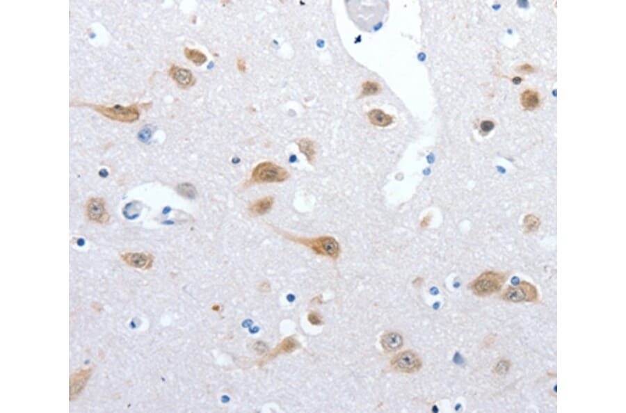 Immunohistochemistry - RBFOX3 Antibody from Signalway Antibody (36998) - Antibodies.com
