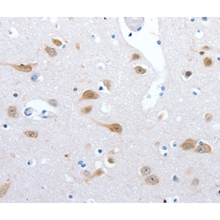 Immunohistochemistry - RBFOX3 Antibody from Signalway Antibody (36998) - Antibodies.com