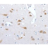 Immunohistochemistry - RBFOX3 Antibody from Signalway Antibody (36998) - Antibodies.com