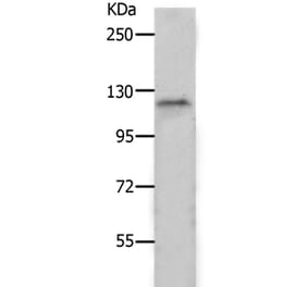 PIWIL2 Antibody from Signalway Antibody (37017) - Antibodies.com
