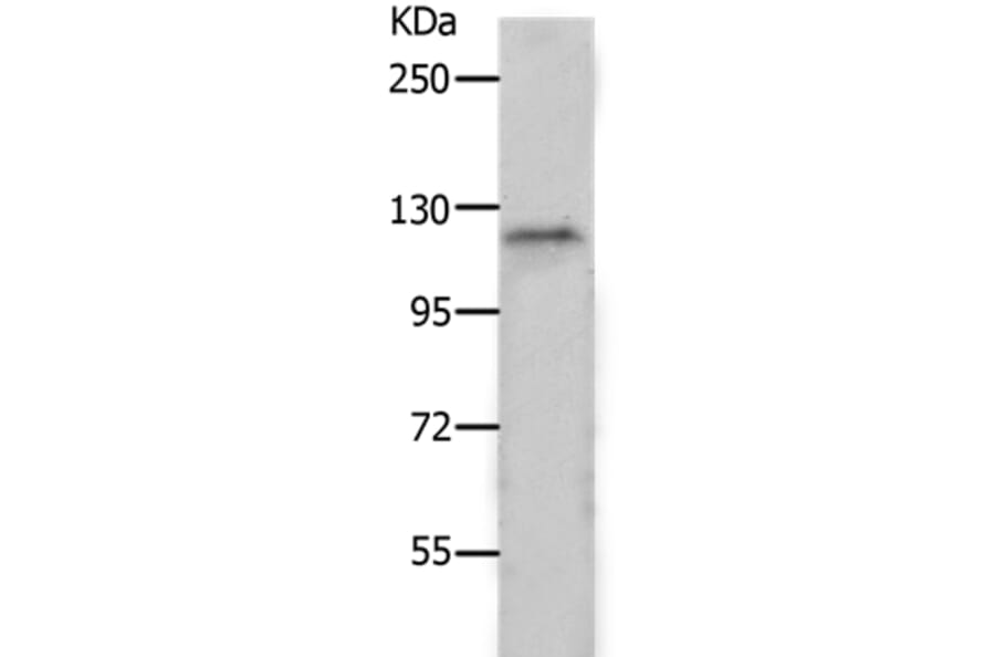 PIWIL2 Antibody from Signalway Antibody (37017) - Antibodies.com