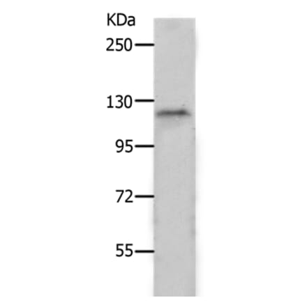 PIWIL2 Antibody from Signalway Antibody (37017) - Antibodies.com