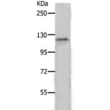 PIWIL2 Antibody from Signalway Antibody (37017) - Antibodies.com