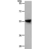 SLC1A4 Antibody from Signalway Antibody (37031) - Antibodies.com