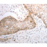 Immunohistochemistry - SLC1A4 Antibody from Signalway Antibody (37031) - Antibodies.com