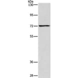 ACADVL Antibody from Signalway Antibody (37078) - Antibodies.com