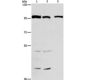 ANAPC4 Antibody from Signalway Antibody (37110) - Antibodies.com