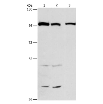 ANAPC4 Antibody from Signalway Antibody (37110) - Antibodies.com