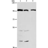 ANAPC4 Antibody from Signalway Antibody (37110) - Antibodies.com