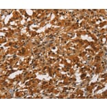 Immunohistochemistry - ANAPC4 Antibody from Signalway Antibody (37110) - Antibodies.com