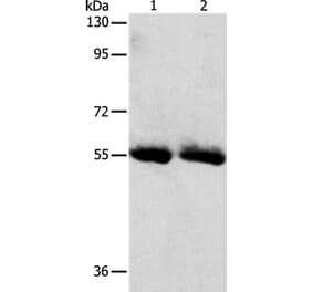 SLC5A5 Antibody from Signalway Antibody (37187) - Antibodies.com