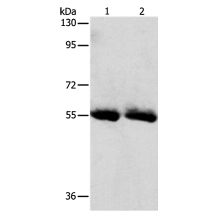 SLC5A5 Antibody from Signalway Antibody (37187) - Antibodies.com