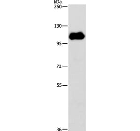 NOTCH1 Antibody from Signalway Antibody (37192) - Antibodies.com
