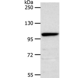 NOTCH2 Antibody from Signalway Antibody (37193) - Antibodies.com