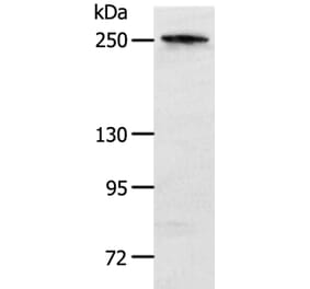 NOTCH3 Antibody from Signalway Antibody (37194) - Antibodies.com