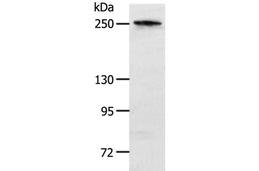 NOTCH3 Antibody from Signalway Antibody (37194) - Antibodies.com