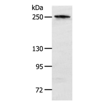 NOTCH3 Antibody from Signalway Antibody (37194) - Antibodies.com