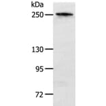 NOTCH3 Antibody from Signalway Antibody (37194) - Antibodies.com