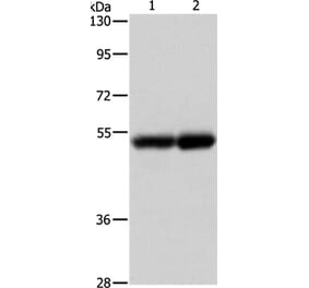 NOTCH4 Antibody from Signalway Antibody (37195) - Antibodies.com