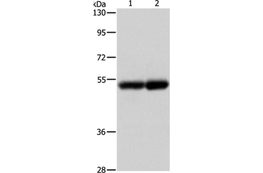NOTCH4 Antibody from Signalway Antibody (37195) - Antibodies.com