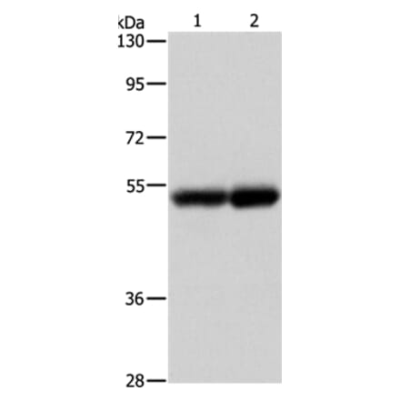 NOTCH4 Antibody from Signalway Antibody (37195) - Antibodies.com