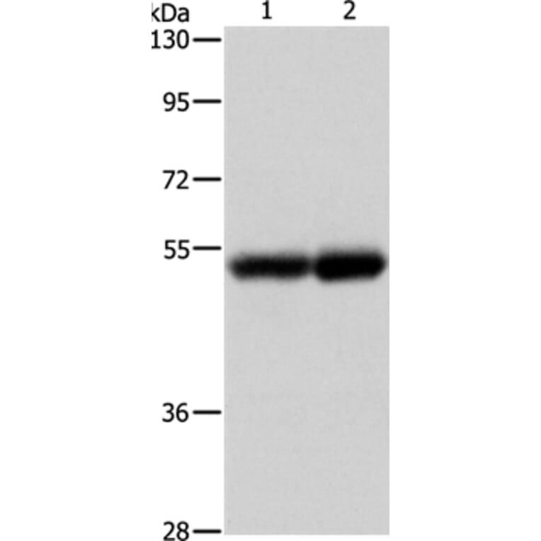 NOTCH4 Antibody from Signalway Antibody (37195) - Antibodies.com