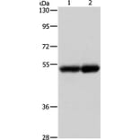 NOTCH4 Antibody from Signalway Antibody (37195) - Antibodies.com