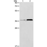 PAFAH2 Antibody from Signalway Antibody (37205) - Antibodies.com
