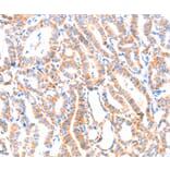 Immunohistochemistry - PAFAH2 Antibody from Signalway Antibody (37205) - Antibodies.com