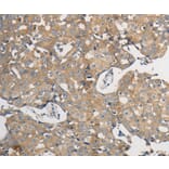 Immunohistochemistry - PPP2CB Antibody from Signalway Antibody (37218) - Antibodies.com